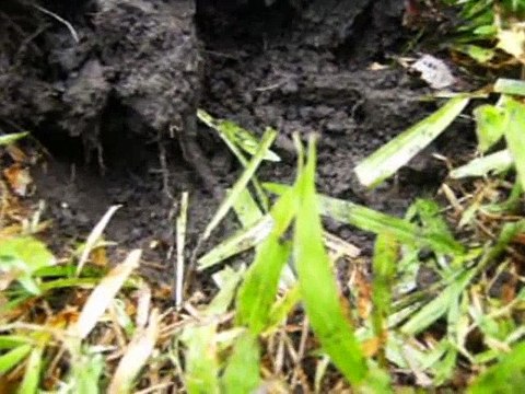 Pirate Jack Finds more Bounty MAD JACK THE PIRATE Cartoon