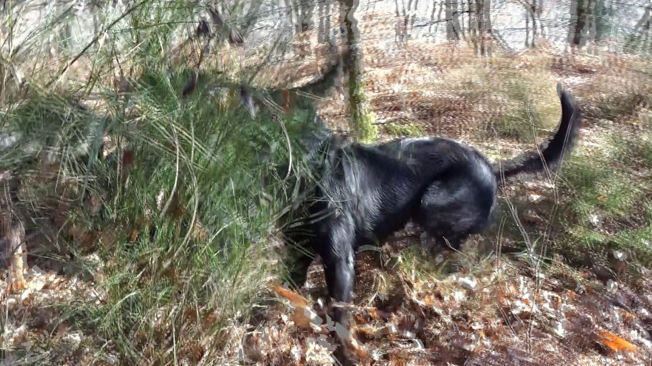00008 jeux de chiens dans les bois