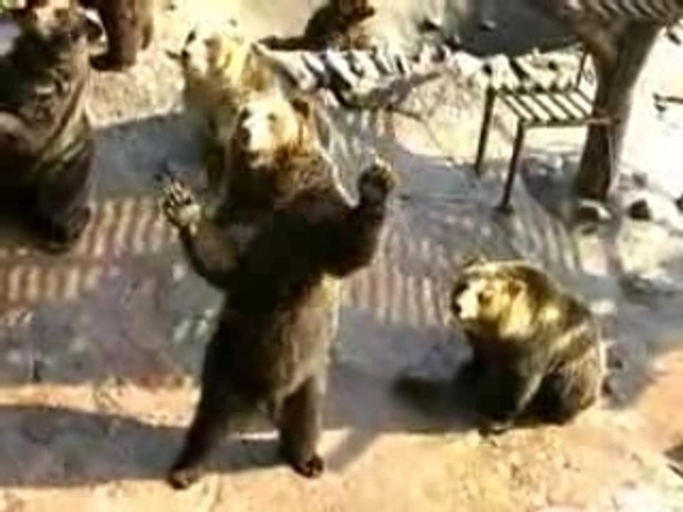 Des ours qui savent demander