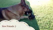 Our cute Dachshund puppy meets our German Shepherd for the First Time