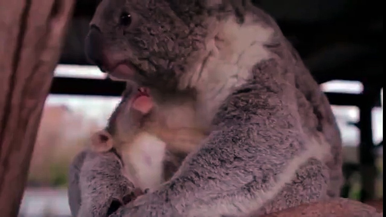 Mama Koala Hug