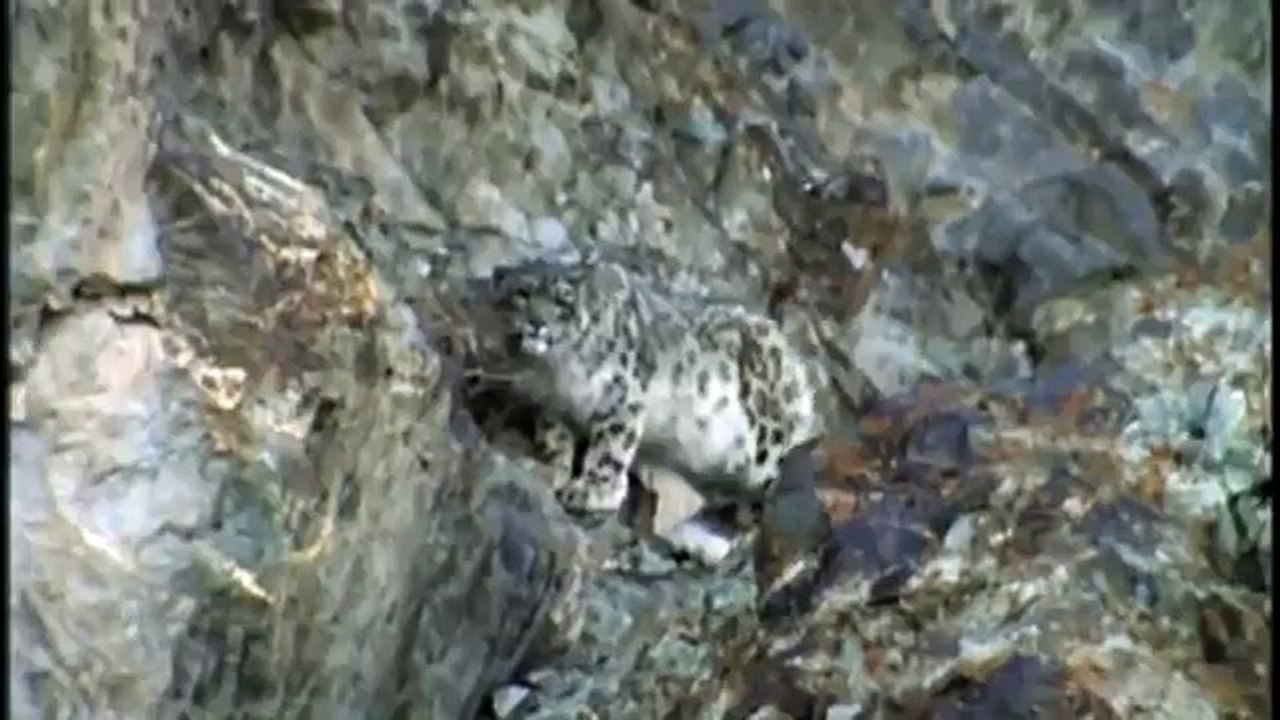 Hunting For The SNOW LEOPARD 49