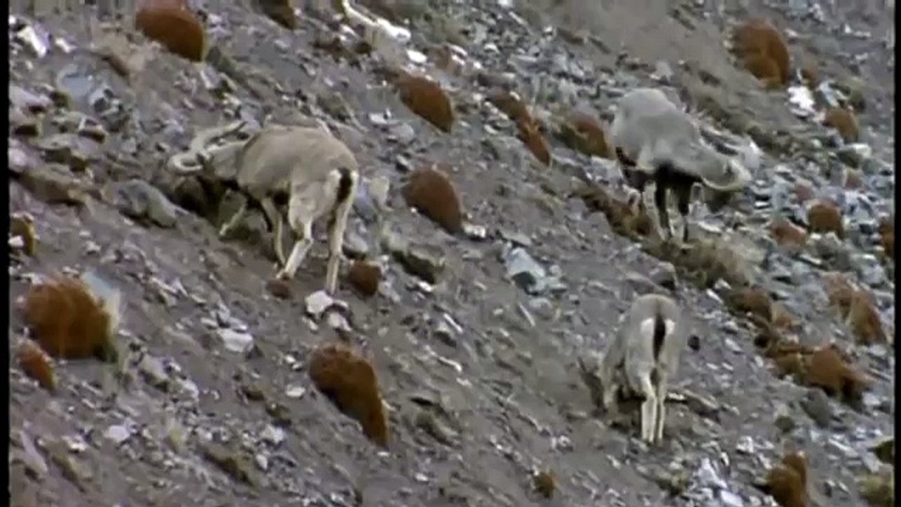 Hunting For The SNOW LEOPARD 53