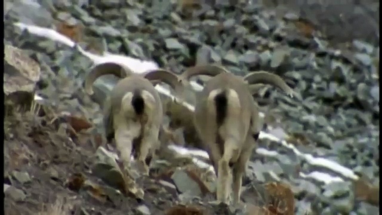 Hunting For The SNOW LEOPARD 54