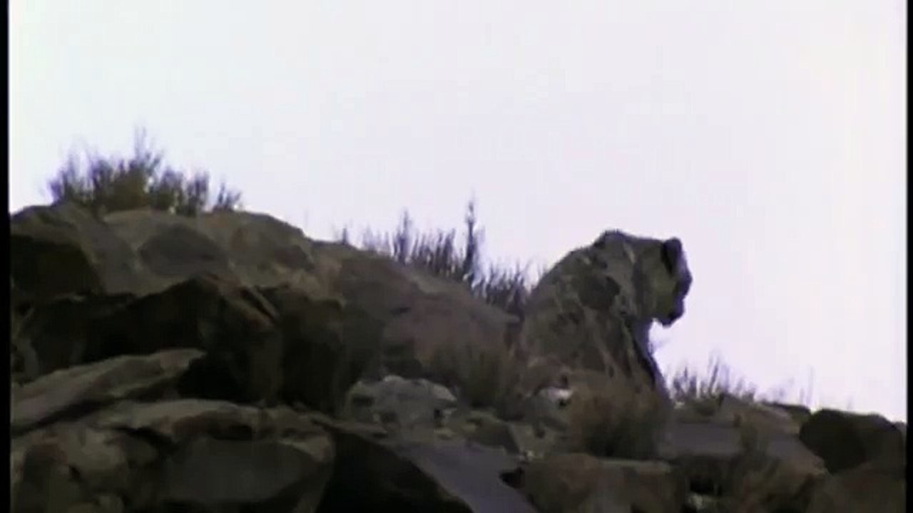 Hunting For The SNOW LEOPARD 57