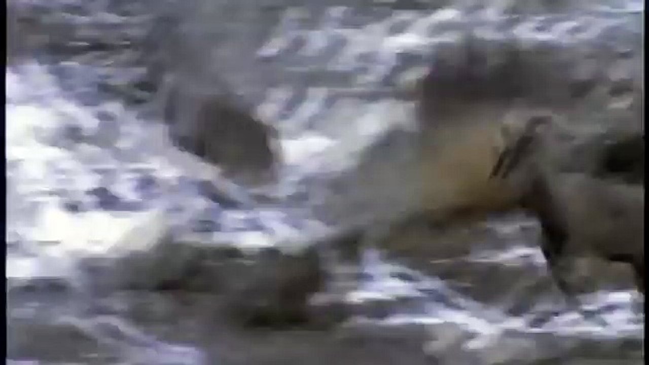 Hunting For The SNOW LEOPARD 59