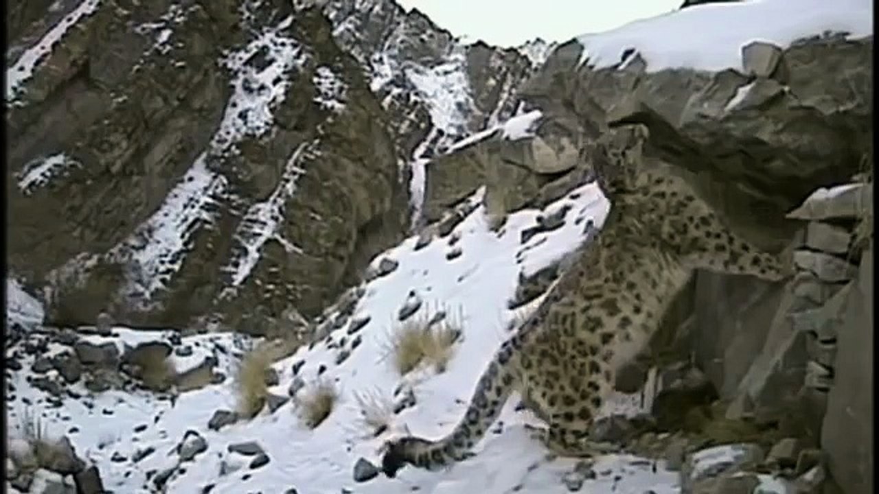 Hunting For The SNOW LEOPARD 61
