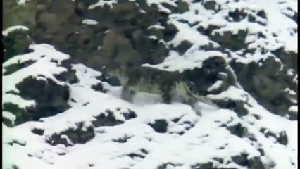 Hunting For The SNOW LEOPARD 63