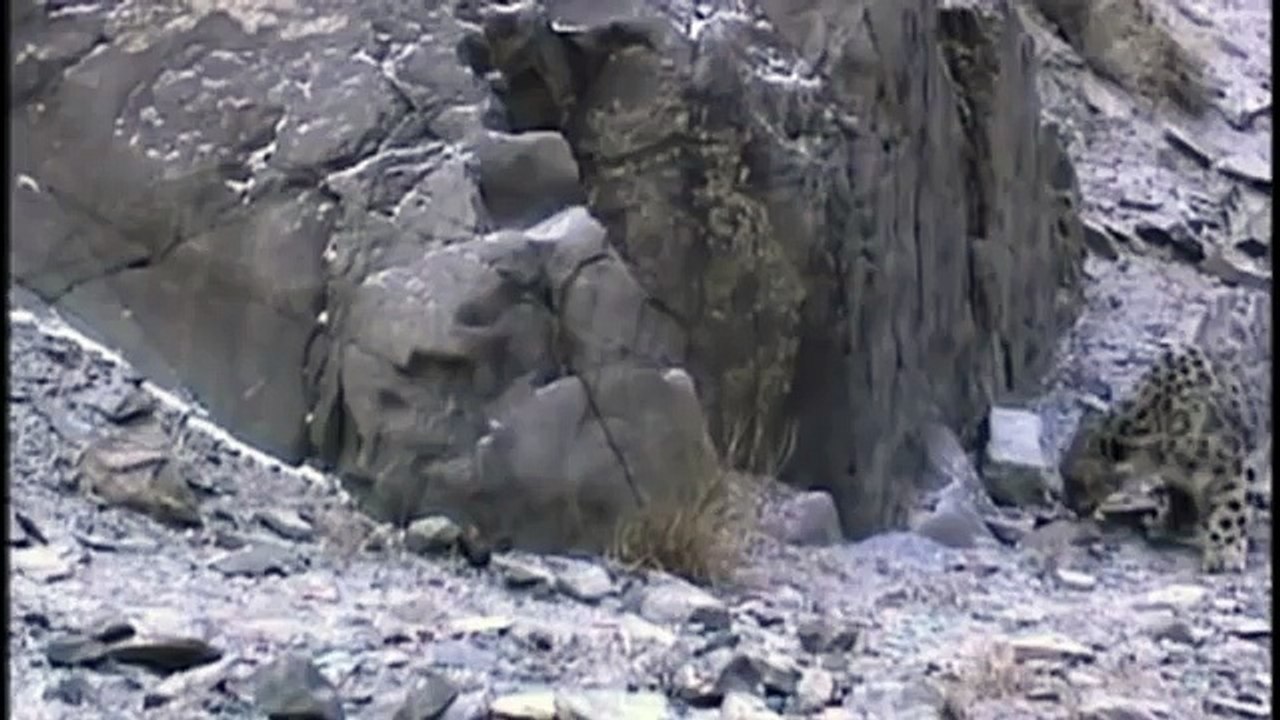 Hunting For The SNOW LEOPARD 72