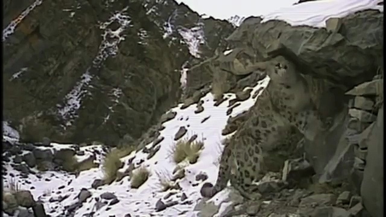 Hunting For The SNOW LEOPARD 73