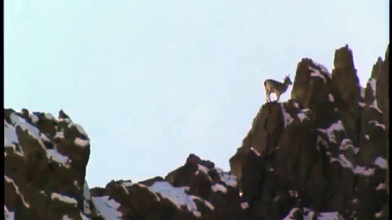 Hunting For The SNOW LEOPARD 91