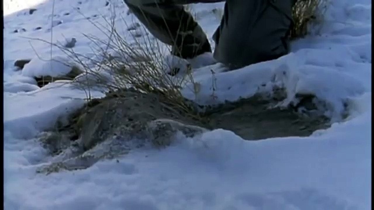 Hunting For The SNOW LEOPARD 94