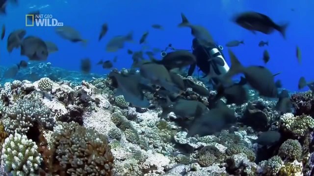 Wildlife animals documentary - Discovery channel - National Geographic - Animal planet