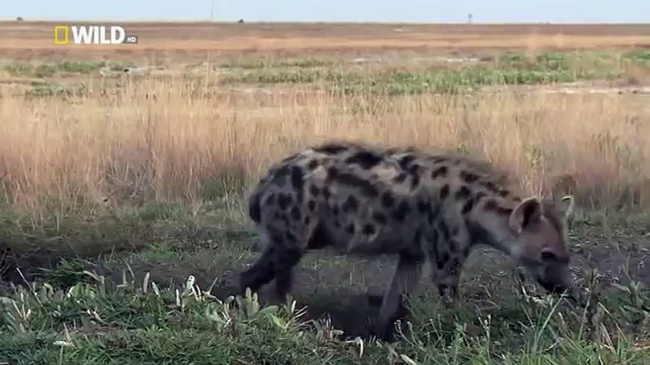 Hyena Bonecrusher Queens Wildlife animals10