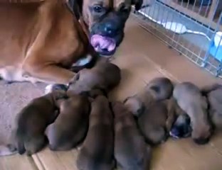 Puppies Make Spooky Halloween Sounds