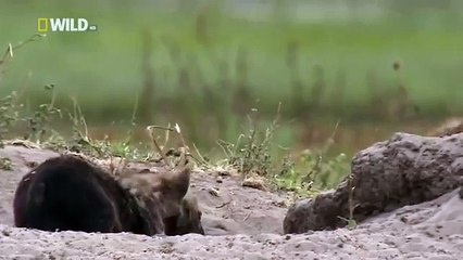 Hyena Bonecrusher Queens Wildlife animals26