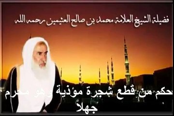 محمد بن عثيمين حكم من قطع شجرة مؤذية وهو محرم جهلاً