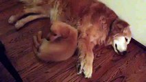 Puppy Golden Retriever Comforts Older Dog During Nightmare