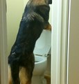 A German Shepherd uses the toilet like people