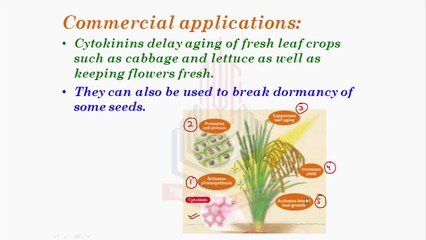 Commercial applications of Cytokinins & Abscisic Acid