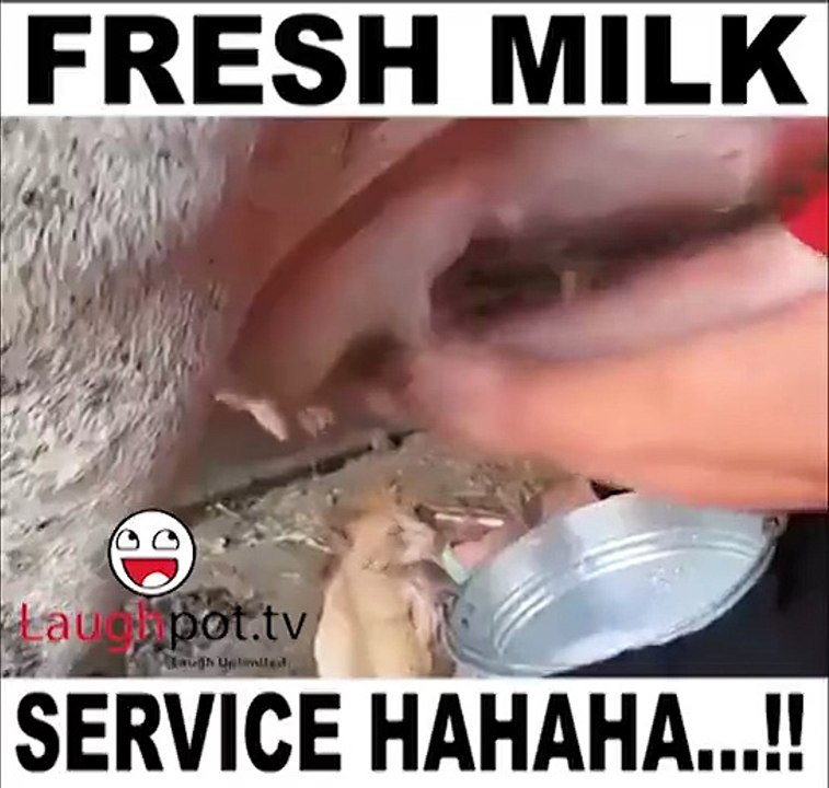 Real fresh milk servise hahahaha