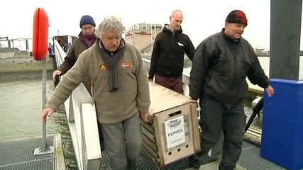 Zeehond Pepper losgelaten in de Noordzee - RTV Noord