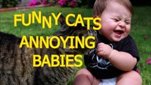 Funny cats annoying babies - Cute cat _ baby compilation