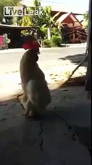 شاهد الديك الذى أصاب المشاهدين بالصدمة بسبب جسده العجيب