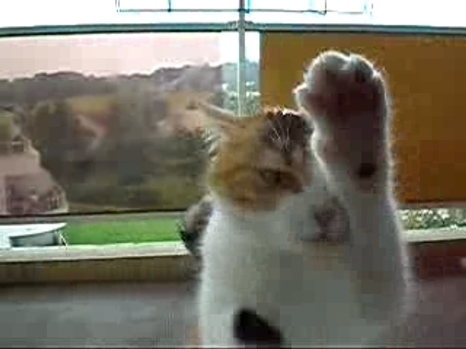 Foxy crazy cats