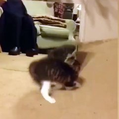 Funny cat in front of a mirror