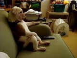 Dog relaxes on sofa