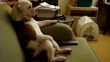 Dog relaxes on sofa