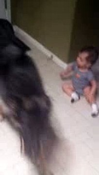 German Shepherd protecting baby