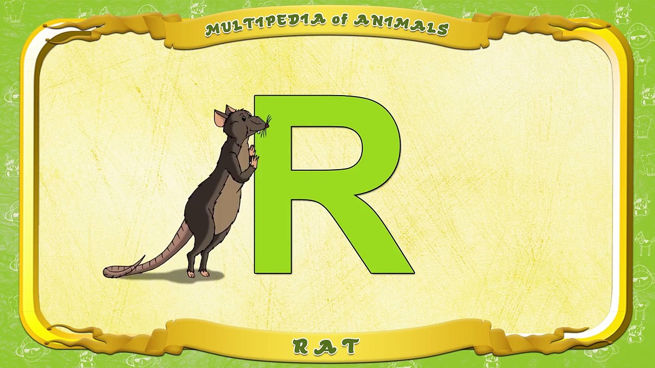 Multipedia of Animals. Letter R Rat