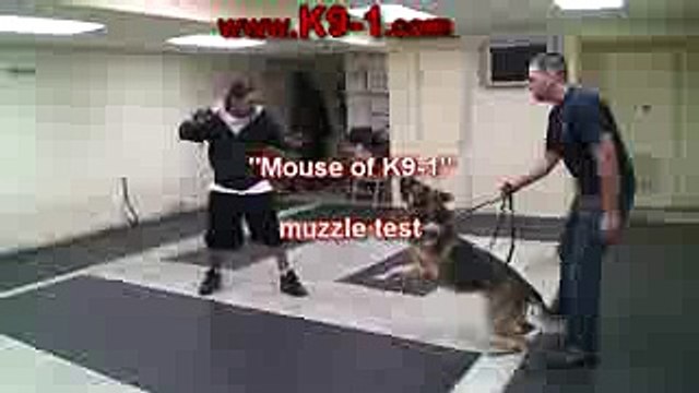 Personal Protection Dog. Muzzle Attack (k9-1.com)
