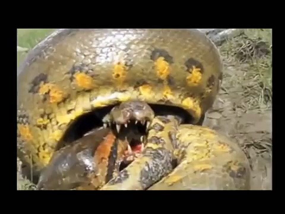Питон vs крокодил- патовая ситуация