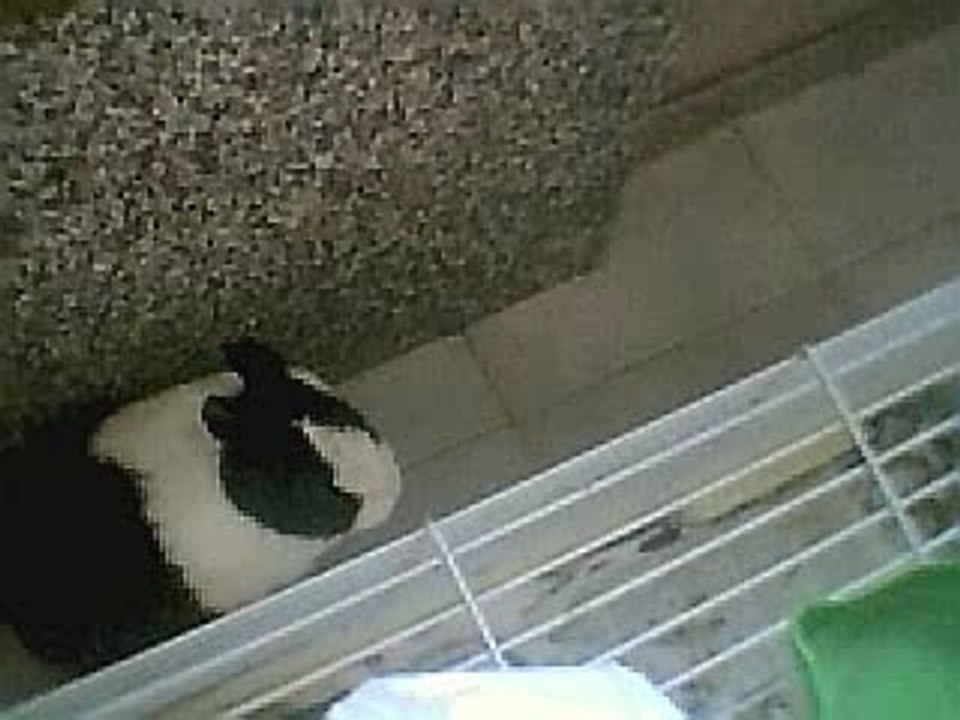 Willy2