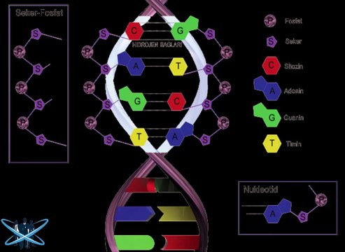 DNA NEDİR? KİM TARAFINDAN NE ZAMAN KEŞFEDİLMİŞTİR?