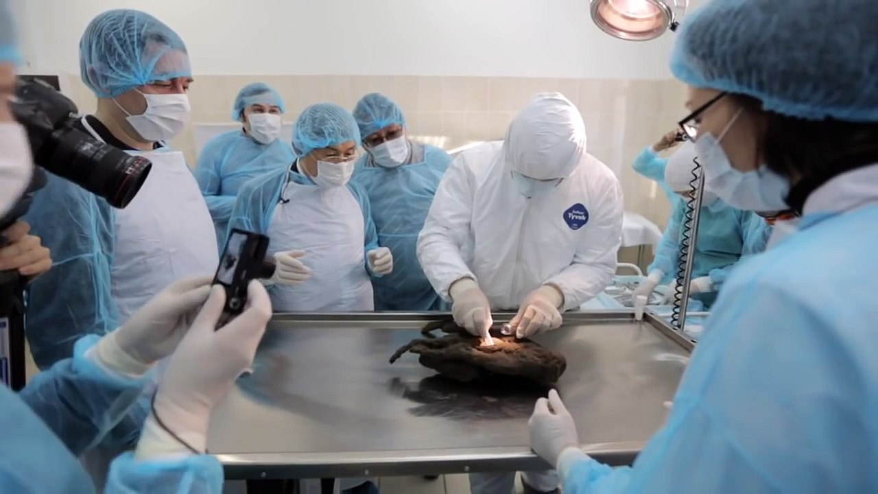 ตะลึง นักวิจัยค้นพบสัตว์มัมมี่ ในยุคน้ำแข็ง อายุราว 12,400 ปี