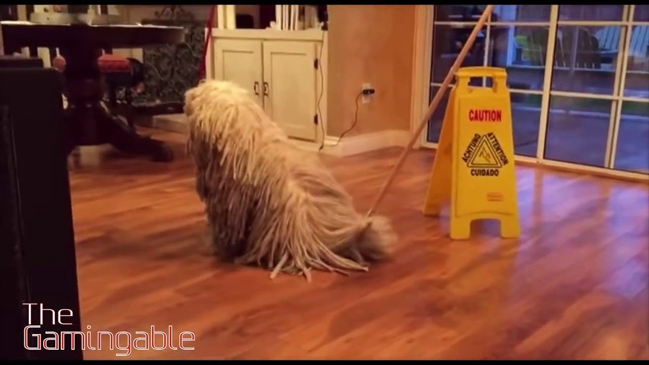 funny animals compilation April 2015