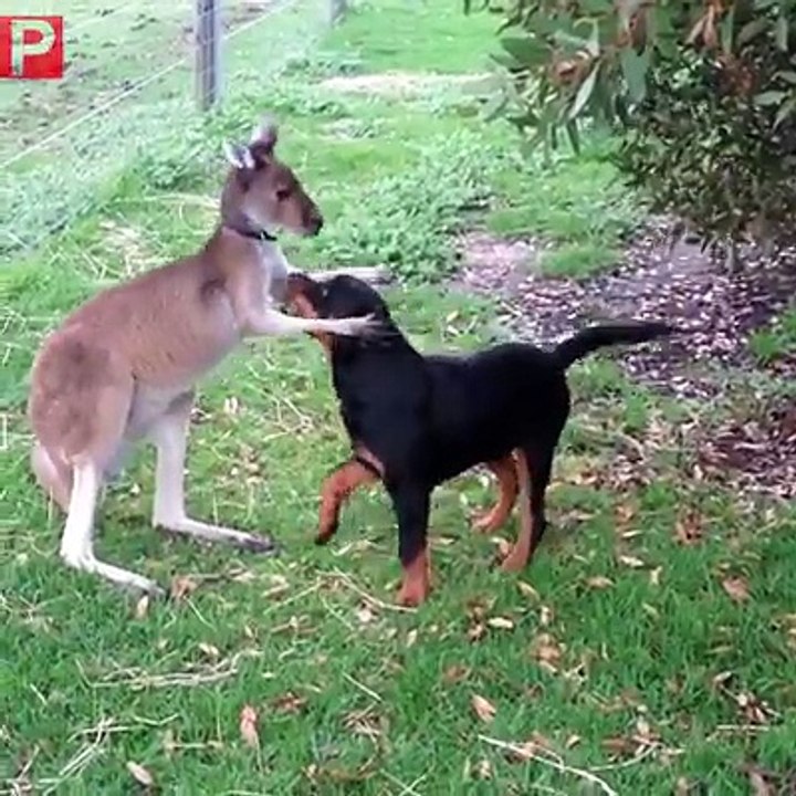 Kangaroo kid and dog is making love