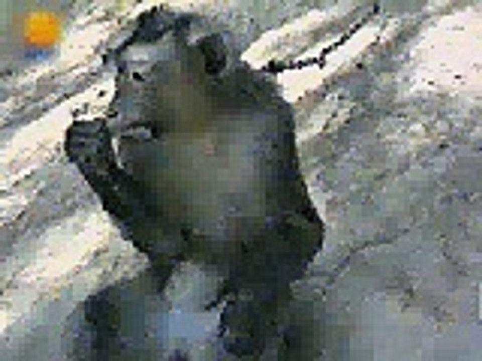 monkey kick funny clip
