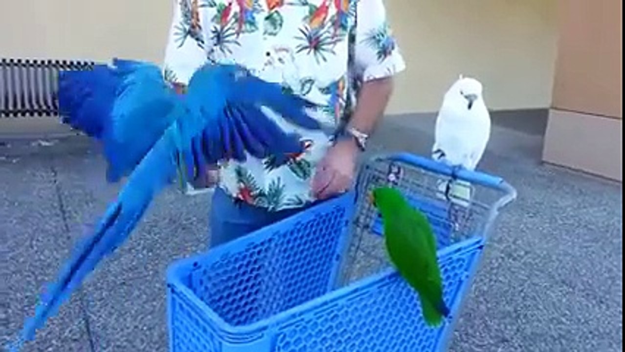 Makao, genius