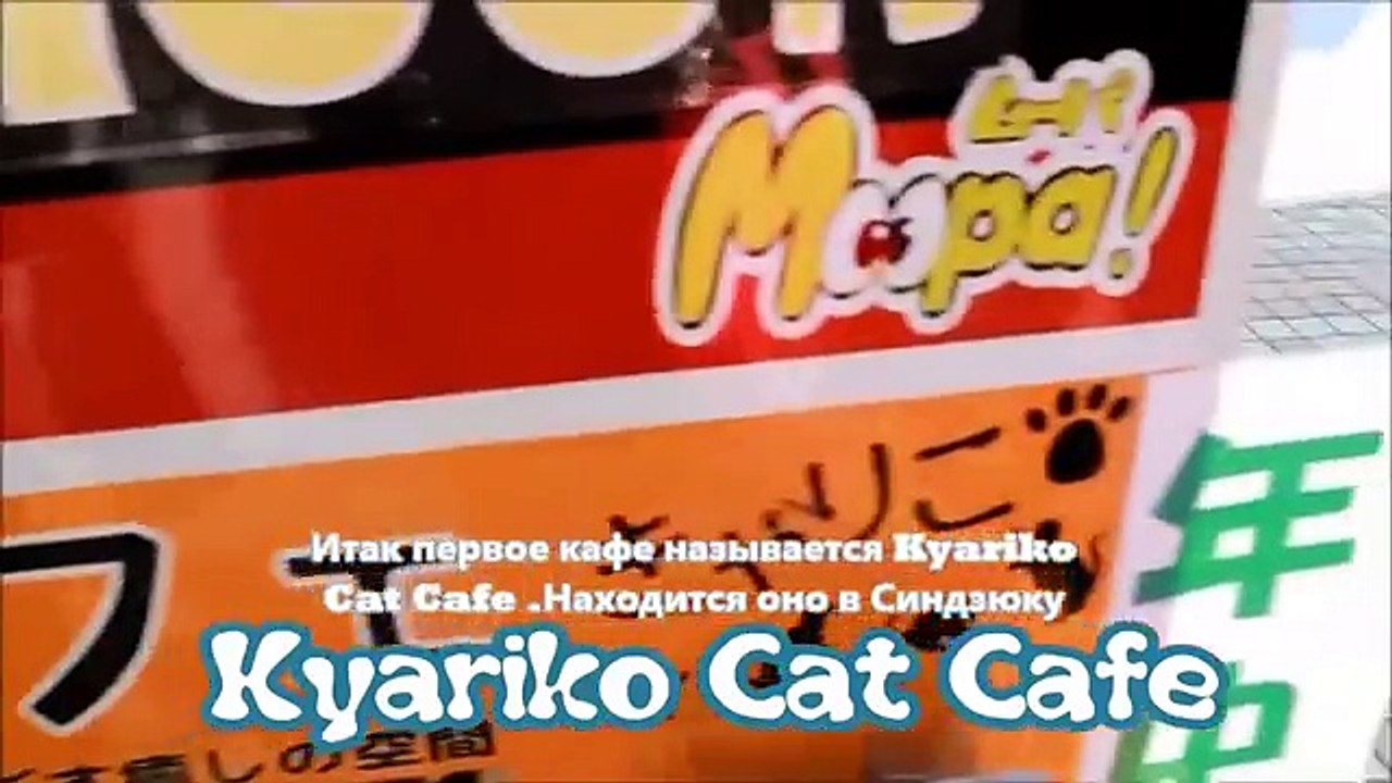Котокафе в Японии (обзор)