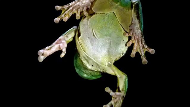 Animals On Glass World Entertainment YouTube (World Music 720p)