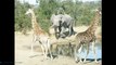 Elephant and  Giraffe   elephant and giraffe want be vs of fight-Video compilation