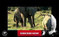 Elephant vs Rhino Real Fight - Animal Planet Elephant vs Rhino 2016