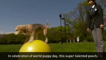هل شاهدت هذا الفيديو من قبل ؟ شاهد الكلبة التى أذهلت المشاهدين