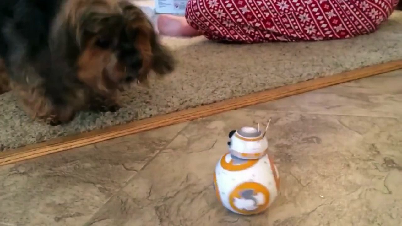 Dog vs. BB-8