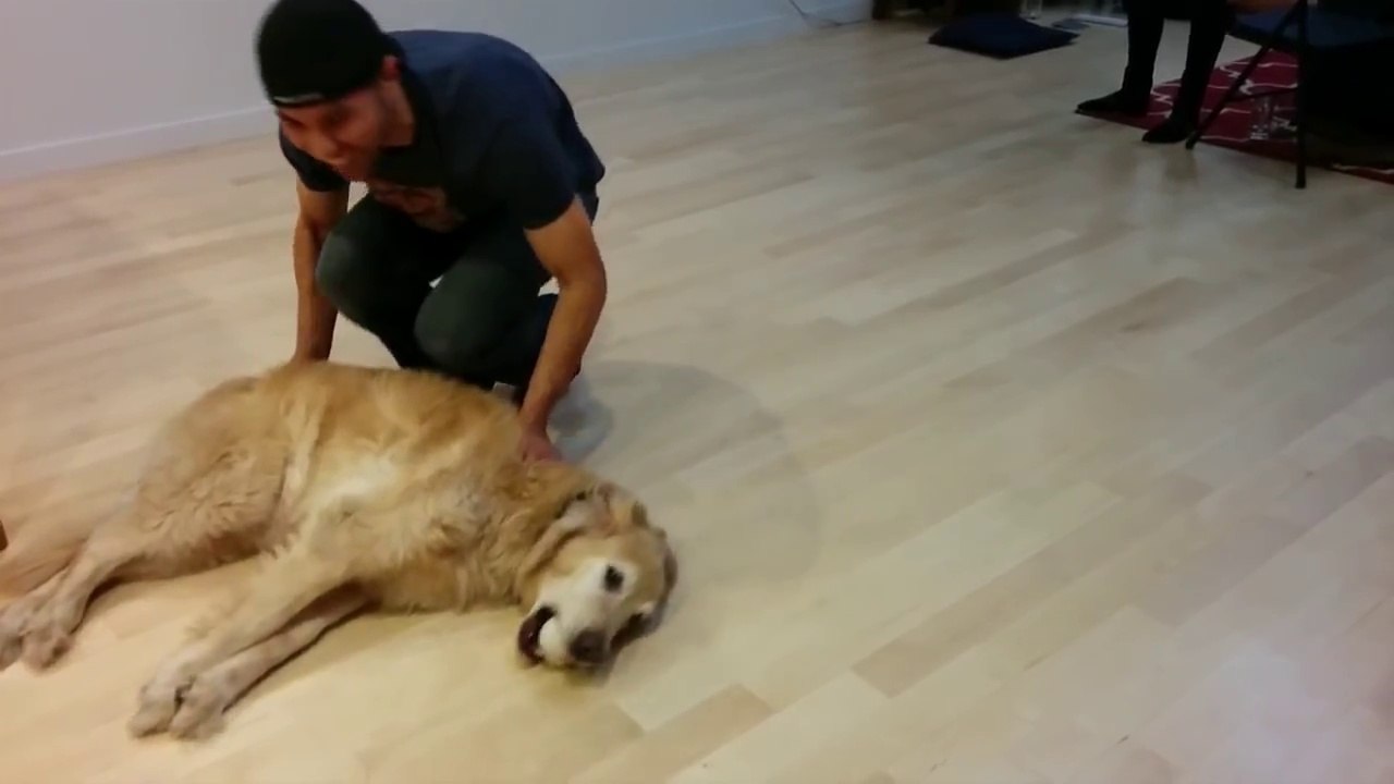 Drunk Animals